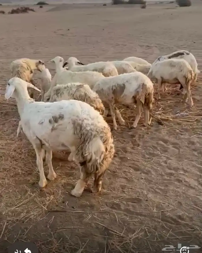 غنم حري ولد 0