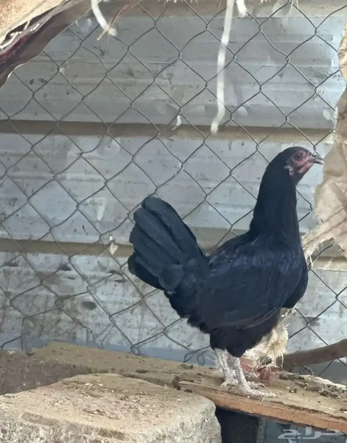 دجاجه بلدي وديك مهجن امه بلديه وبيه باكستاني اقبل ببدل حمام 6