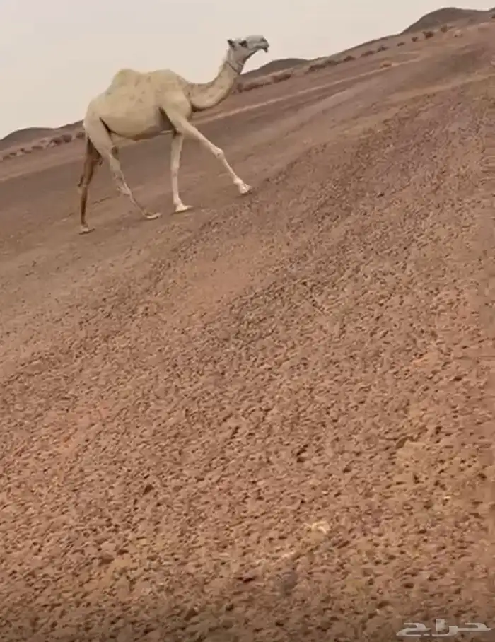 بكرة رمانيه لقية 2