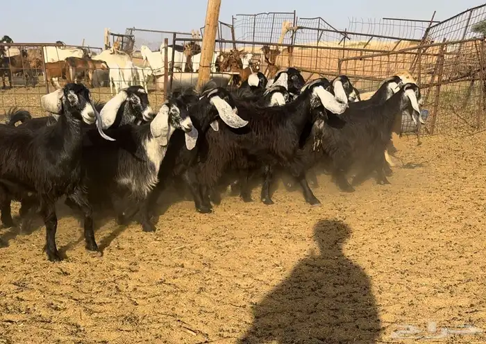 مراح عوارض اجروم ووساعه مقسم قسمين تم البيع 0