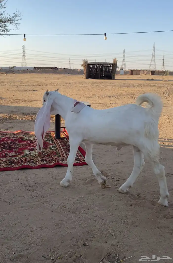 جفر تيس مطور ابيض ابرص صافي 1