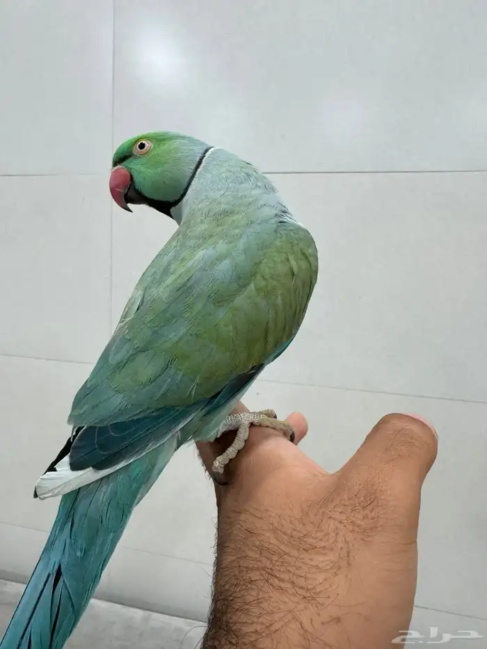 ذكر دره 1
