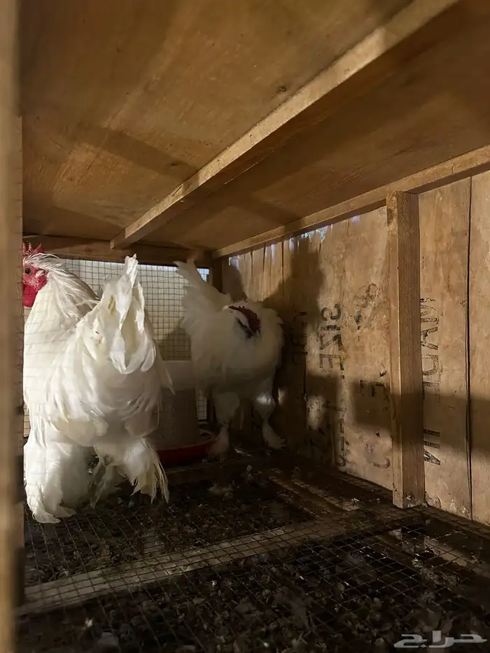 مشروع دجاج صغير للبيع بلدي   زينة 22