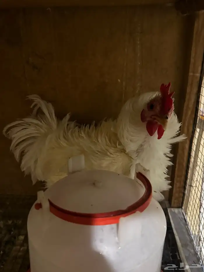 مشروع دجاج صغير للبيع بلدي   زينة 36