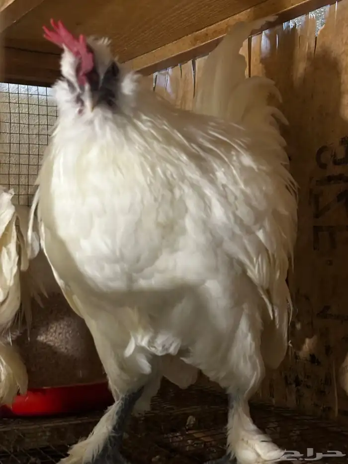 مشروع دجاج صغير للبيع بلدي   زينة 28