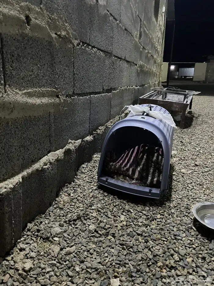 قط هملايا 3