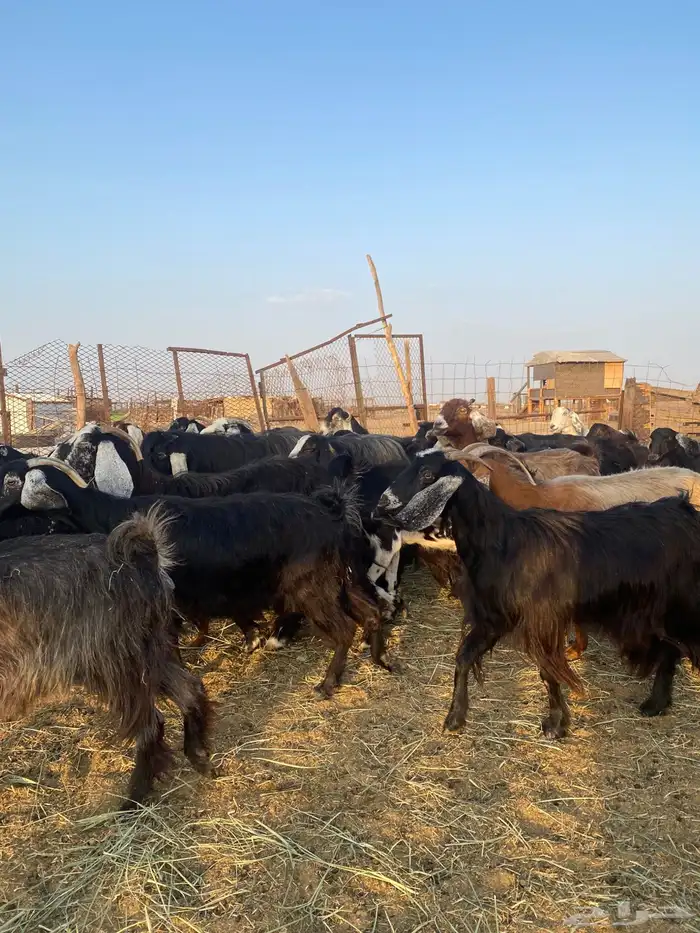 للبيع معزا عوارض وحريات بالفحل مضاريع ودفيع معها واحد 5