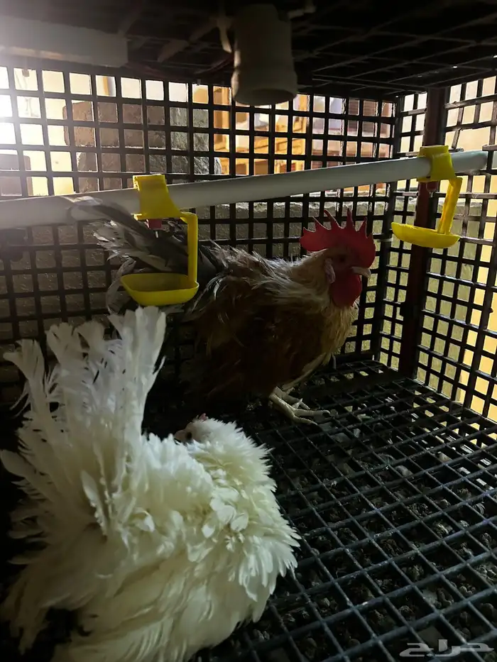 مشروع دجاج صغير للبيع بلدي   زينة 24