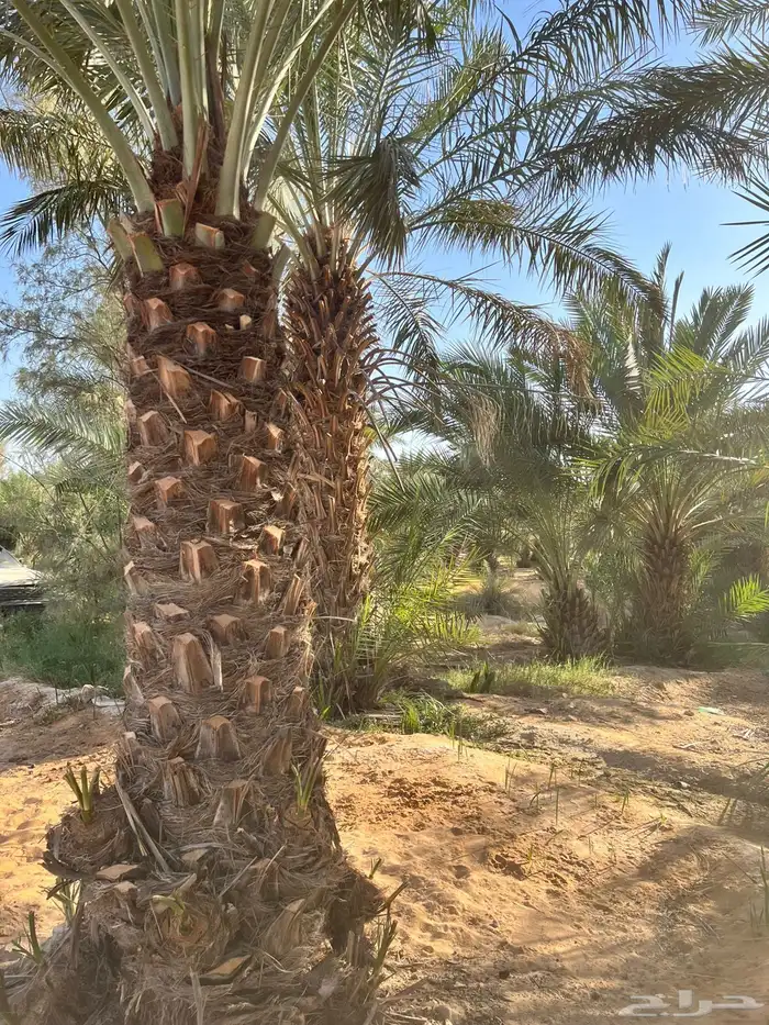 نخل للبيع 1