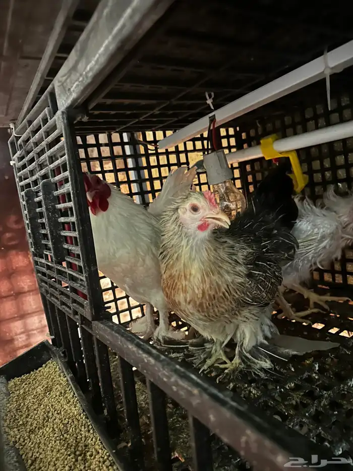 مشروع دجاج صغير للبيع بلدي   زينة 30