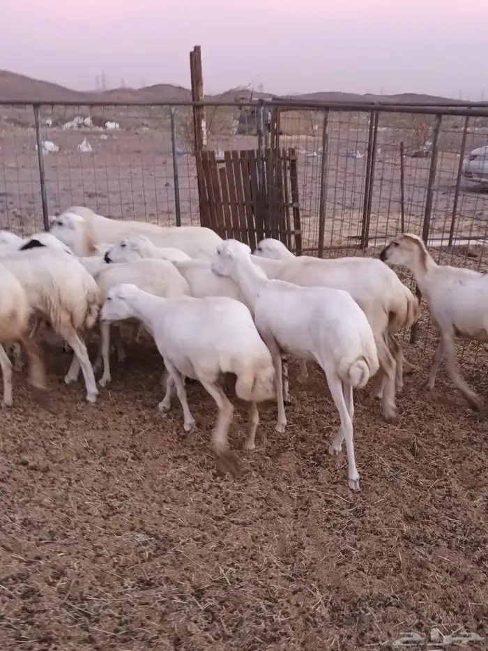 15 رخال ثنايا الحد1000 1