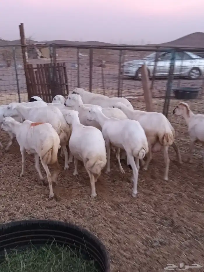 15 رخال ثنايا الحد1000 3
