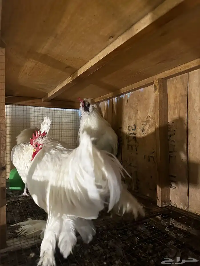 مشروع دجاج صغير للبيع بلدي   زينة 35