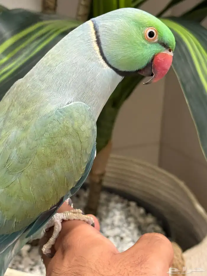 ذكر دره 4