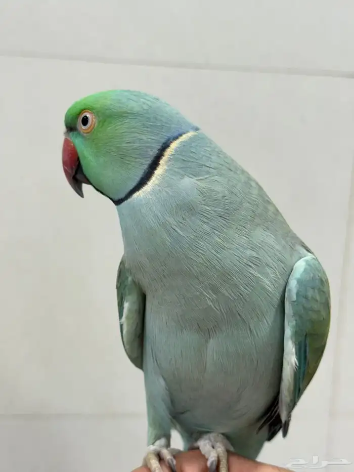 ذكر دره 3
