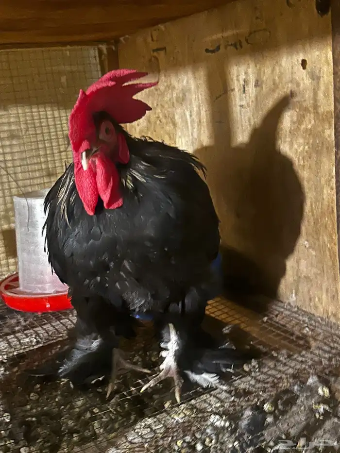 مشروع دجاج صغير للبيع بلدي   زينة 5