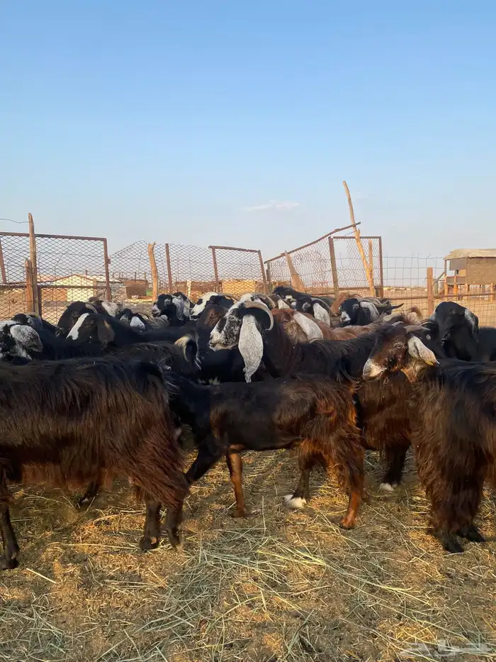 للبيع معزا عوارض وحريات بالفحل مضاريع ودفيع معها واحد 12