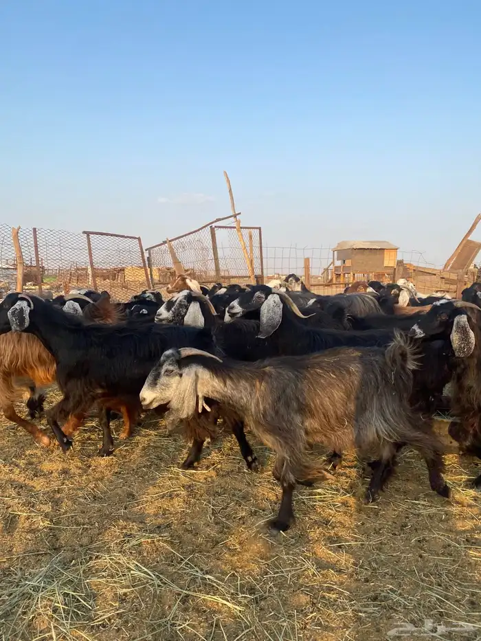 للبيع معزا عوارض وحريات بالفحل مضاريع ودفيع معها واحد 4