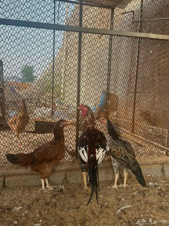 دجاج باكستاني 0
