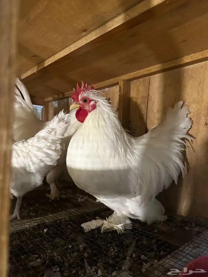 مشروع دجاج صغير للبيع بلدي   زينة 6