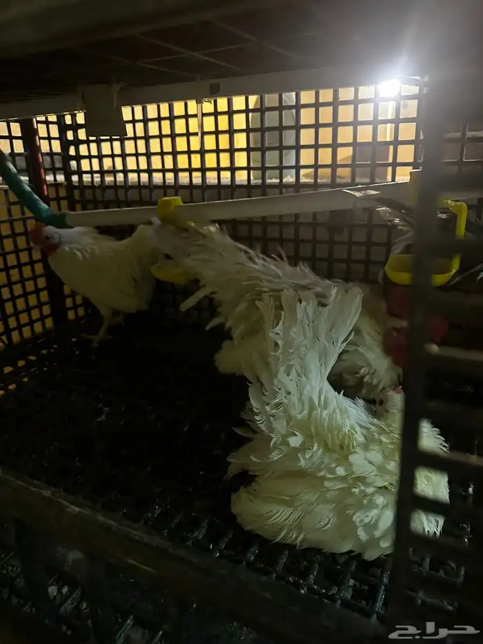 مشروع دجاج صغير للبيع بلدي   زينة 29
