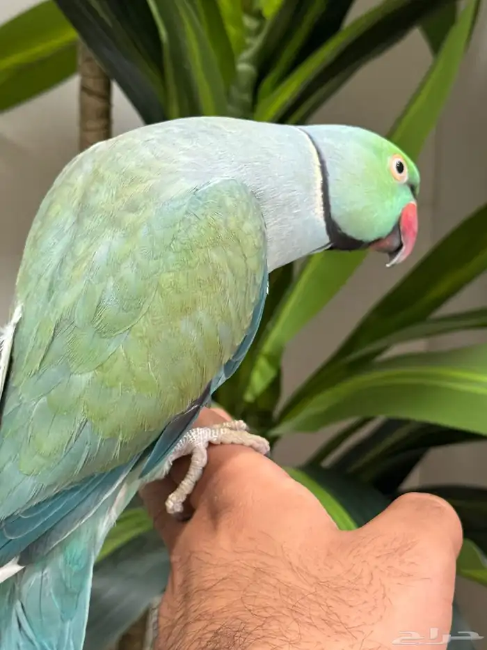 تم البيع تم البيع ذكر دره 5