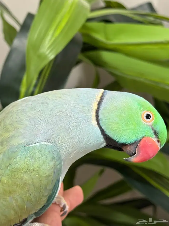 تم البيع تم البيع ذكر دره 9