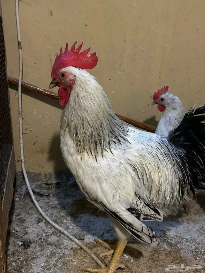 مشروع دجاج صغير للبيع بلدي   زينة 33