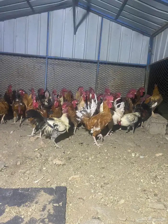 تم البيع الله يبارك لرعيه 32