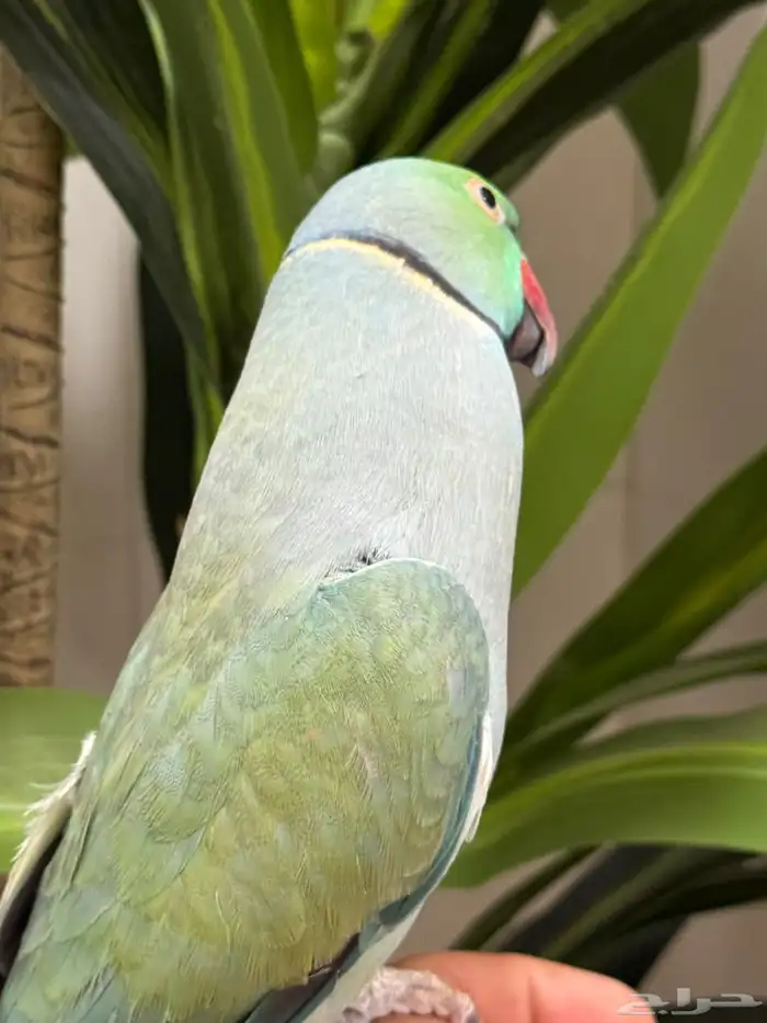 تم البيع تم البيع ذكر دره 0