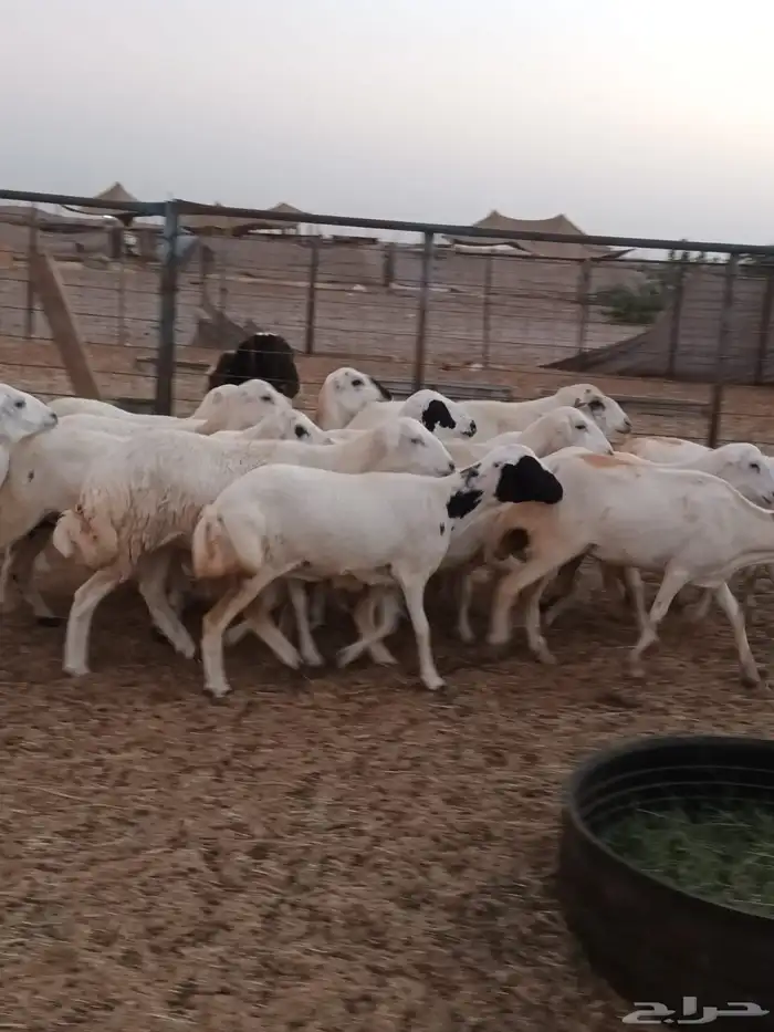 15 رخال ثنايا الحد1000 4