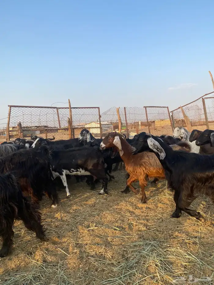 للبيع معزا عوارض وحريات بالفحل مضاريع ودفيع معها واحد 6