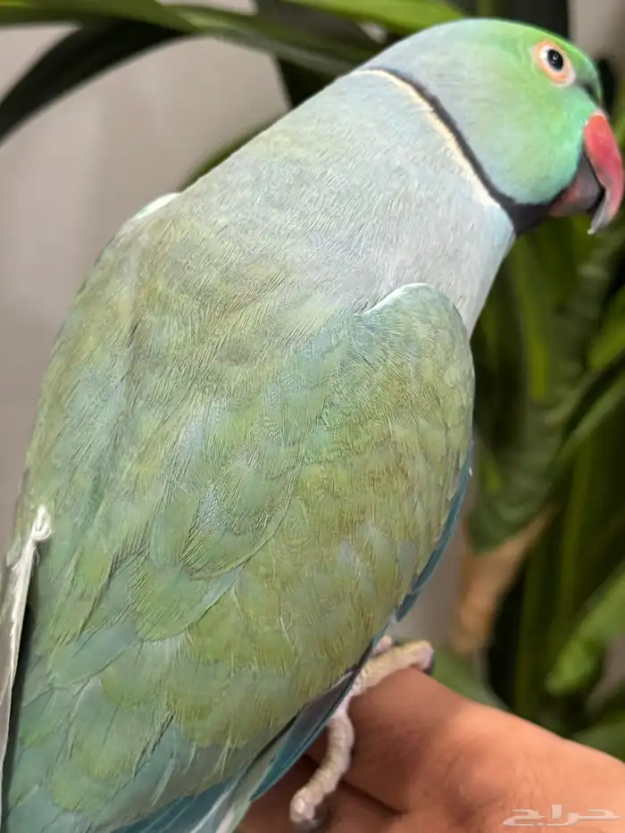 ذكر دره 6