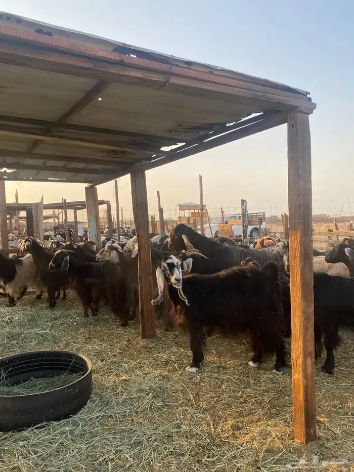 للبيع معزا عوارض وحريات بالفحل مضاريع ودفيع معها واحد 2