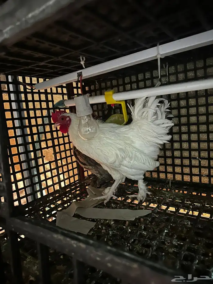 مشروع دجاج صغير للبيع بلدي   زينة 16