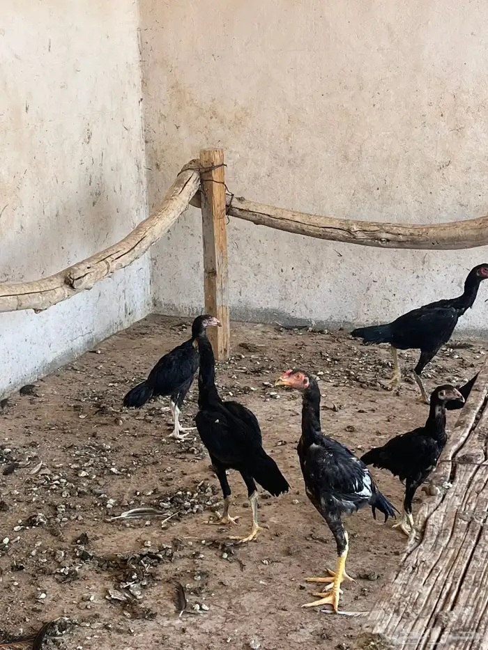 دجاج وديوك شامو ياباني العدد 31 7