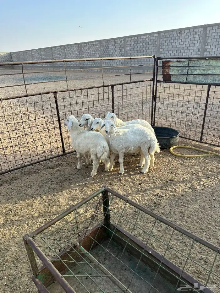 طليان العدد 5 الموقع عشيره مخطط العاند شمال الطايف 1