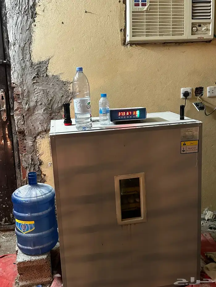 مشروع دجاج صغير للبيع بلدي   زينة 0