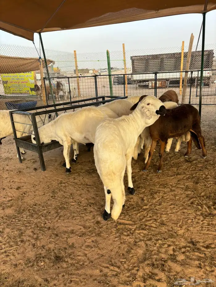 ذبايح نعيمي ذبائح حري سواكني 9