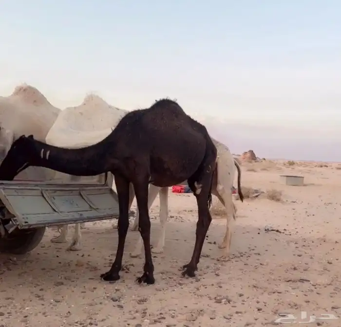 بكره مفروده امها مجموعه طيبه بالحيل 1