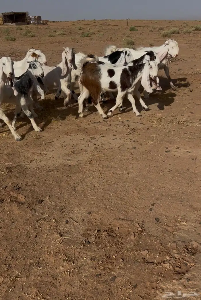 جفار مشاريك منوة القناي 0