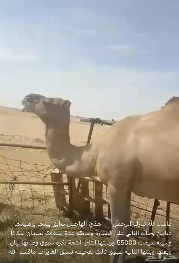 بنت الهاجس سابق بيدها 4