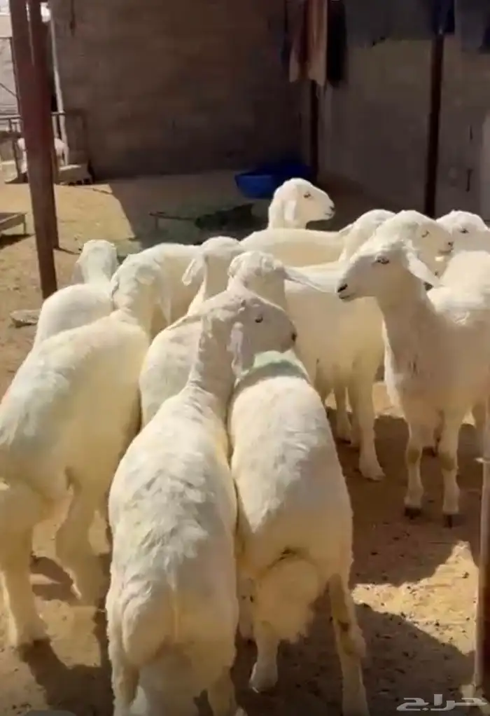 10 طليان كفو وبريه 1