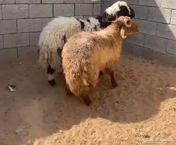 خرفان نعيم طيبات فل 2