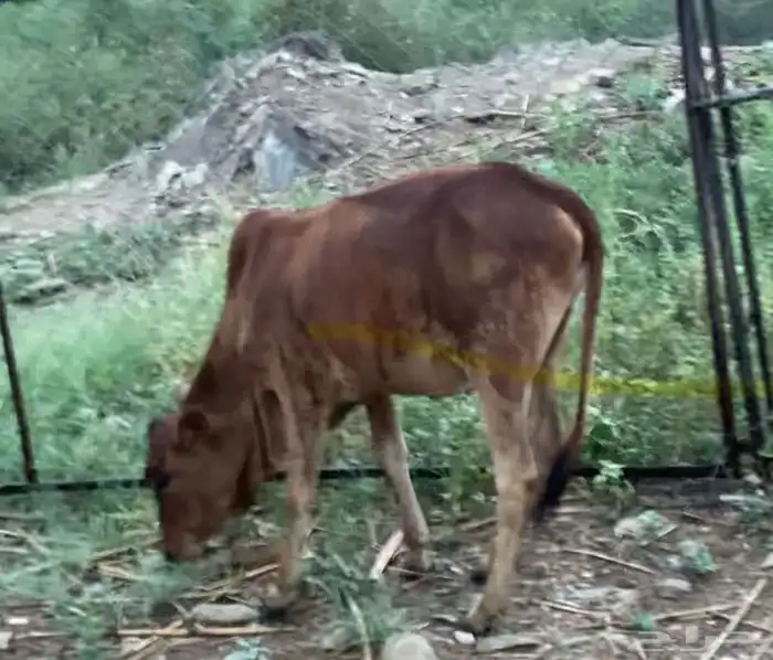 بقر بلدي 2