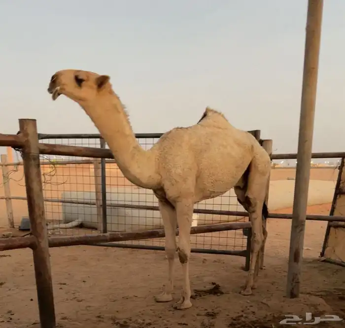 للبيع القعود الفردي 0
