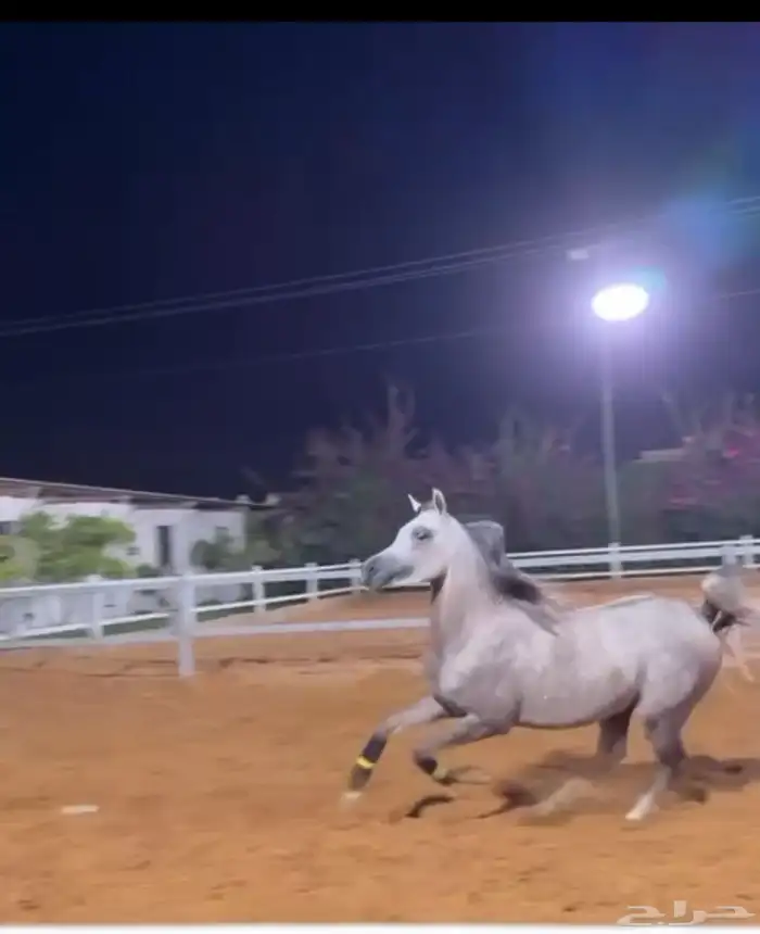 حصان واهو. ورق. ولد بطل العالم الاكسندر 6