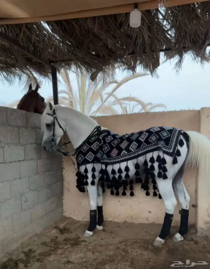 حصان شعبي 0