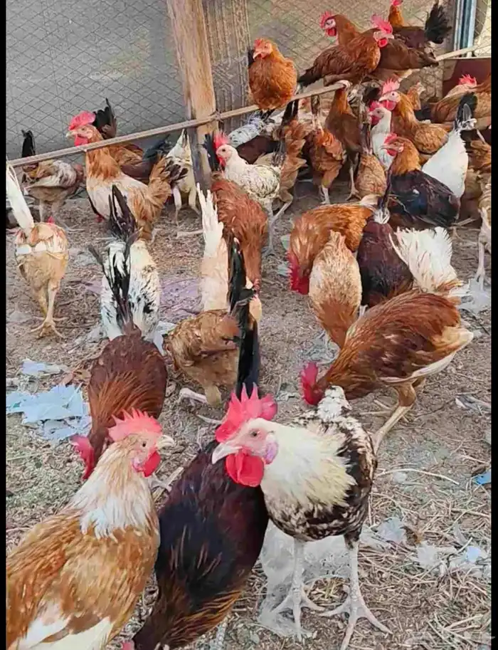 دجاج للبيع جمله وتفريد 0