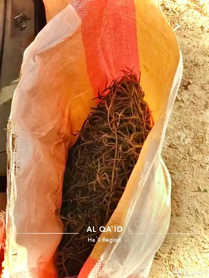 نعناع جبلي   حبق   حائل 2